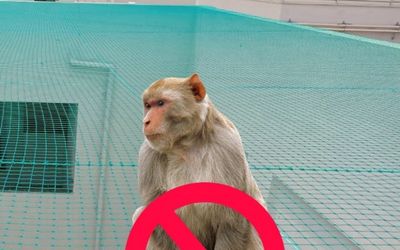 Monkey Safety Nets Near Me in Chennai