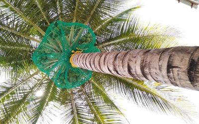 Coconut Tree Safety Nets in Chennai