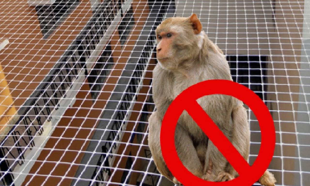Monkey Safety Nets in Chennai